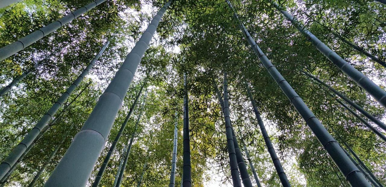 Moganshan Bamboo View Guesthouse Deqing Exteriér fotografie